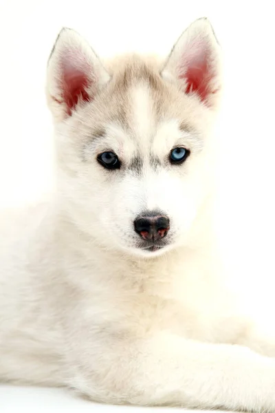 배경에 스러운 시베리아 허스키 강아지 — 스톡 사진