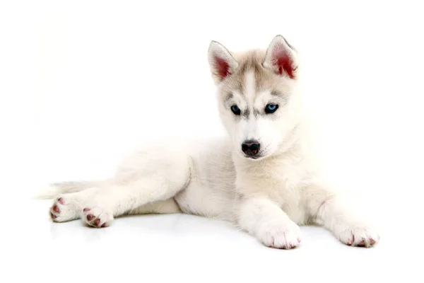 Schattige Siberische Husky Puppy Witte Achtergrond — Stockfoto