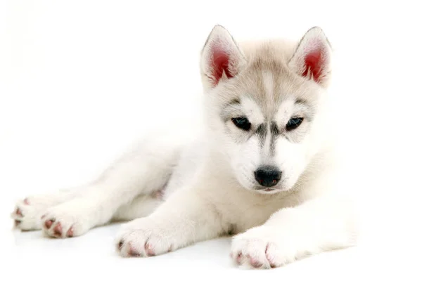 Schattige Siberische Husky Puppy Witte Achtergrond — Stockfoto