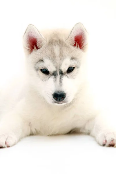 Adorável Siberian Husky Filhote Cachorro Fundo Branco — Fotografia de Stock