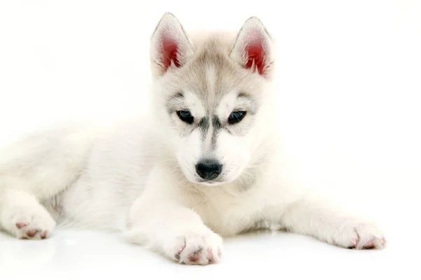 Adorável Siberian Husky Filhote Cachorro Fundo Branco — Fotografia de Stock