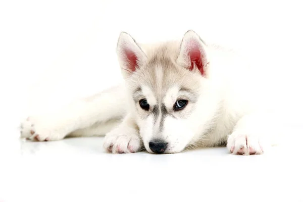 Schattige Siberische Husky Puppy Witte Achtergrond — Stockfoto