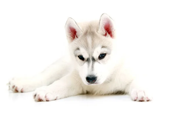 Schattige Siberische Husky Puppy Witte Achtergrond — Stockfoto