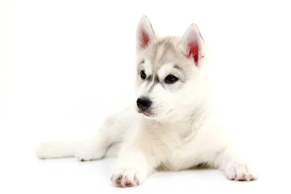 Schattige Siberische Husky Puppy Witte Achtergrond — Stockfoto