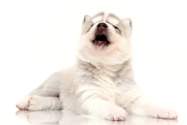 배경에 스러운 시베리아 허스키 강아지 — 스톡 사진