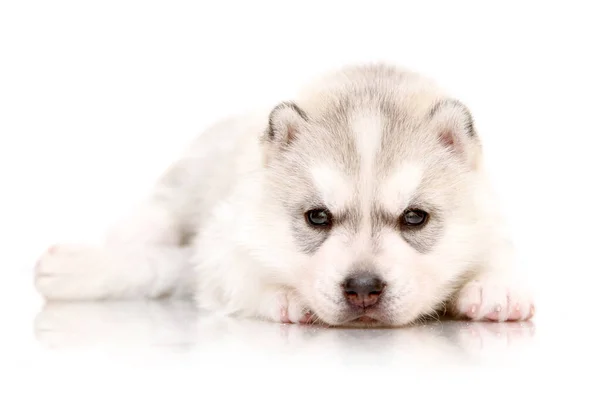 Adorable Cachorro Husky Siberiano Sobre Fondo Blanco —  Fotos de Stock