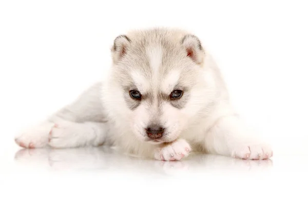 Adorable Siberian Husky Puppy White Background — Stock Photo, Image