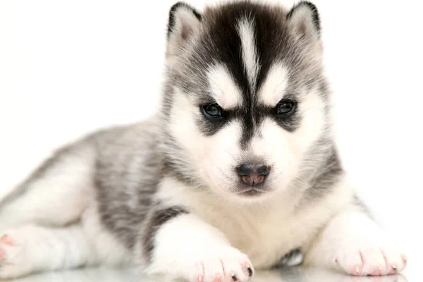 Adorable Cachorro Husky Siberiano Sobre Fondo Blanco —  Fotos de Stock