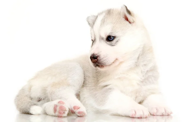 愛らしいシベリアハスキー子犬上の白い背景 — ストック写真