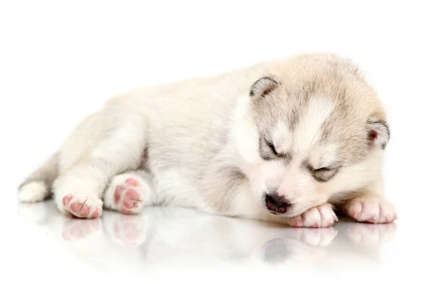 Adorable Chiot Husky Sibérien Sur Fond Blanc — Photo