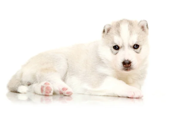 Adorable Chiot Husky Sibérien Sur Fond Blanc — Photo