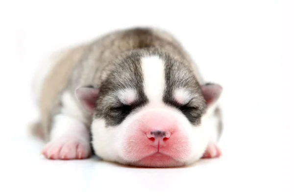 Schattige Siberische Husky Puppy Witte Achtergrond — Stockfoto