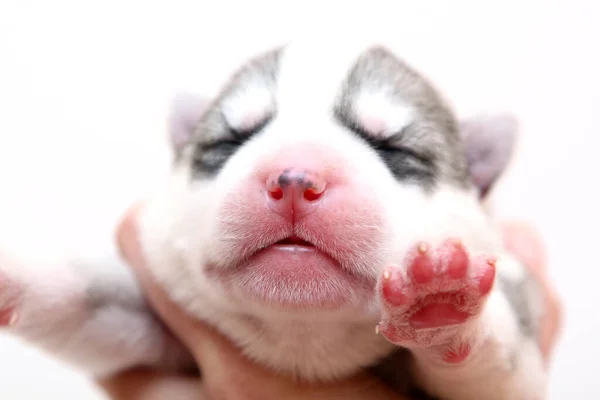 Adorable Siberian Husky Puppy White Background — Stock Photo, Image