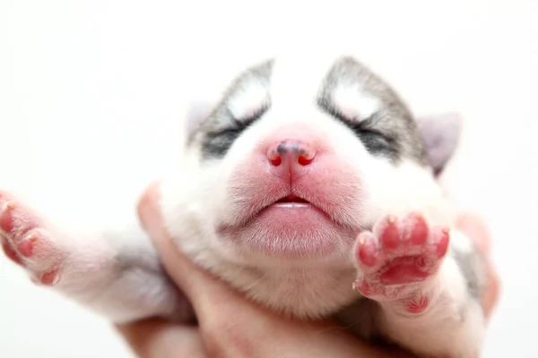 Schattige Siberische Husky Puppy Witte Achtergrond — Stockfoto