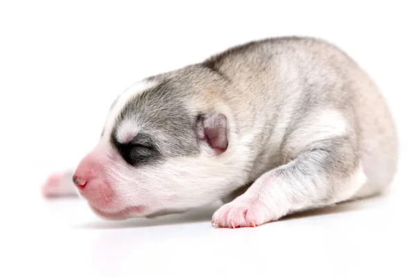 Adorable Chiot Husky Sibérien Sur Fond Blanc — Photo