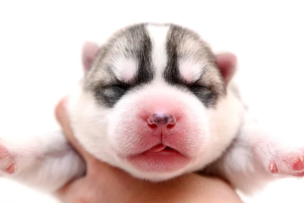 Adorable Siberian Husky Puppy White Background — Stock Photo, Image