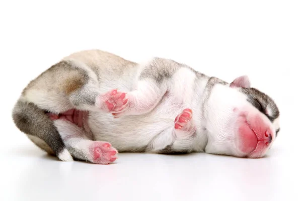 Adorable Chiot Husky Sibérien Sur Fond Blanc — Photo