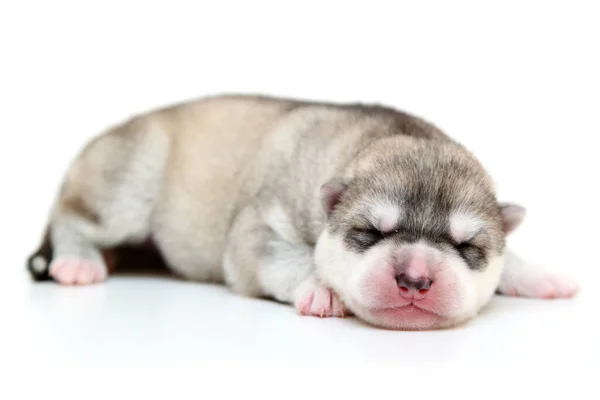 Schattige Siberische Husky Puppy Witte Achtergrond — Stockfoto