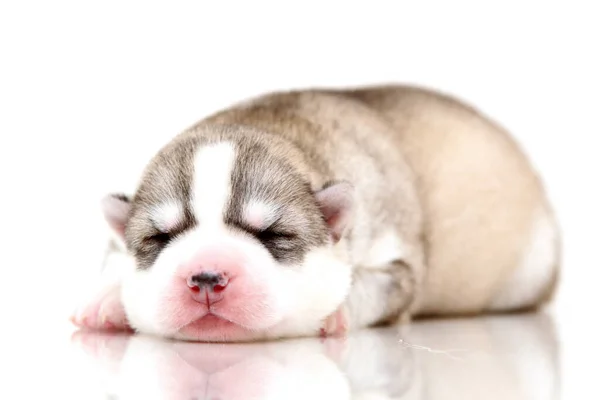 愛らしいシベリアハスキー子犬上の白い背景 — ストック写真