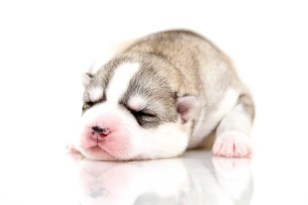 Adorable Cachorro Husky Siberiano Sobre Fondo Blanco —  Fotos de Stock