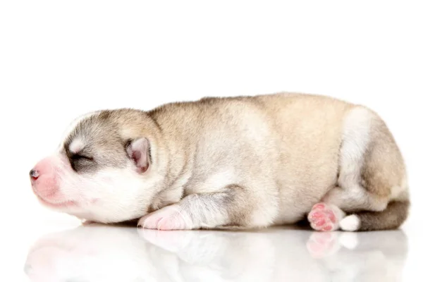 愛らしいシベリアハスキー子犬上の白い背景 — ストック写真