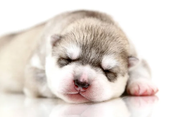 Adorable Chiot Husky Sibérien Sur Fond Blanc — Photo