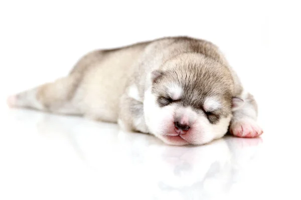 Adorable Chiot Husky Sibérien Sur Fond Blanc — Photo