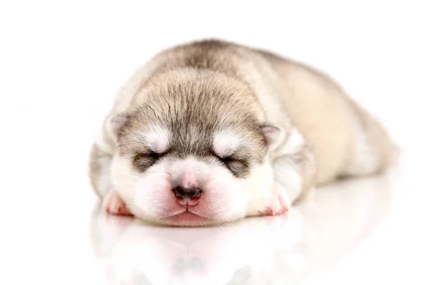 Schattige Siberische Husky Puppy Witte Achtergrond — Stockfoto