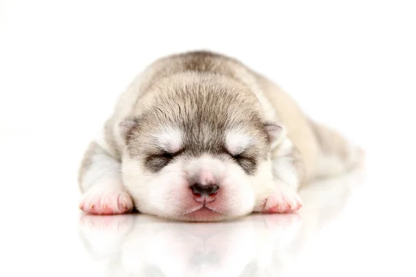 Schattige Siberische Husky Puppy Witte Achtergrond — Stockfoto