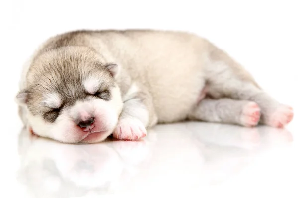 Adorable Cachorro Husky Siberiano Sobre Fondo Blanco —  Fotos de Stock