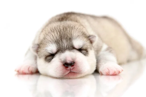 Schattige Siberische Husky Puppy Witte Achtergrond — Stockfoto