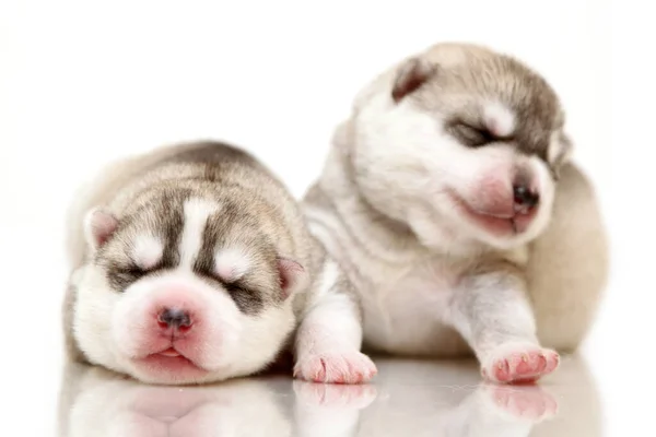 Schattige Siberische Husky Pups Witte Achtergrond — Stockfoto