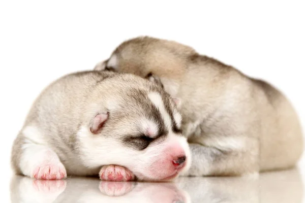 Schattige Siberische Husky Pups Witte Achtergrond — Stockfoto