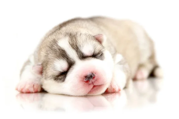 Adorable Cachorro Husky Siberiano Sobre Fondo Blanco — Foto de Stock