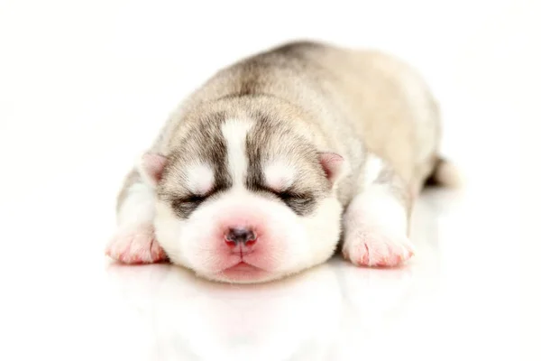 Schattige Siberische Husky Puppy Witte Achtergrond — Stockfoto