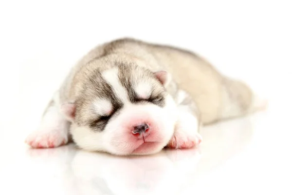 Schattige Siberische Husky Puppy Witte Achtergrond — Stockfoto