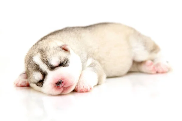 Schattige Siberische Husky Puppy Witte Achtergrond — Stockfoto