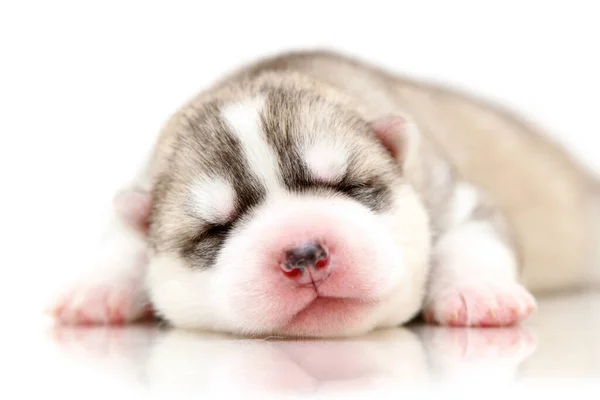 Adorable Cachorro Husky Siberiano Sobre Fondo Blanco — Foto de Stock