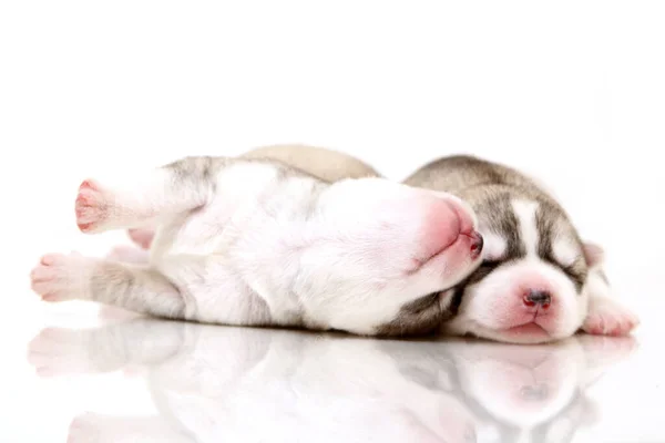 Schattige Siberische Husky Pups Witte Achtergrond — Stockfoto