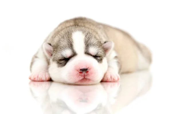 Schattige Siberische Husky Puppy Witte Achtergrond — Stockfoto