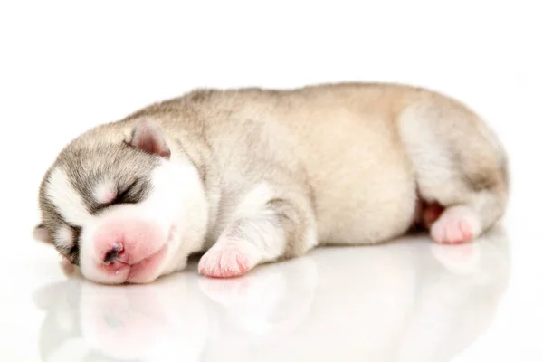 Schattige Siberische Husky Puppy Witte Achtergrond — Stockfoto