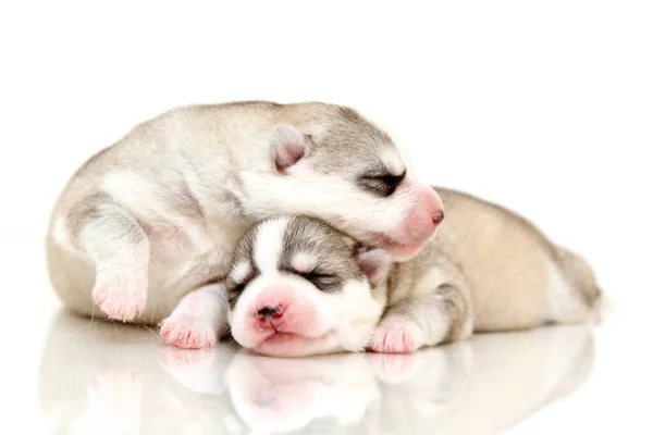 Adorable Siberian Husky Puppies White Background — Stock Photo, Image