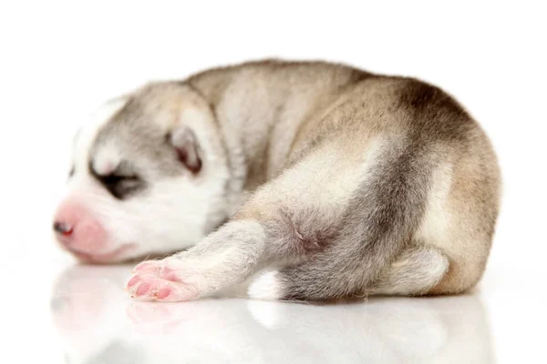 Adorable Siberian Husky Puppy White Background — Stock Photo, Image