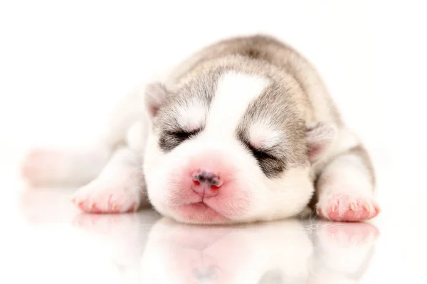 Adorable Chiot Husky Sibérien Sur Fond Blanc — Photo