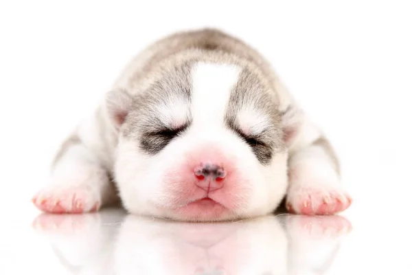 Adorable Chiot Husky Sibérien Sur Fond Blanc — Photo