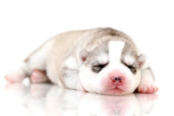 Adorable Cachorro Husky Siberiano Sobre Fondo Blanco — Foto de Stock