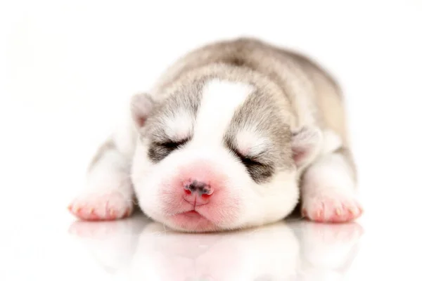 Schattige Siberische Husky Puppy Witte Achtergrond — Stockfoto