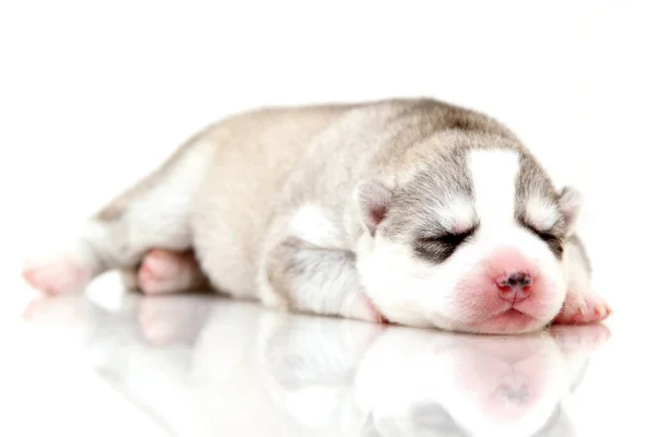 Adorable Chiot Husky Sibérien Sur Fond Blanc — Photo