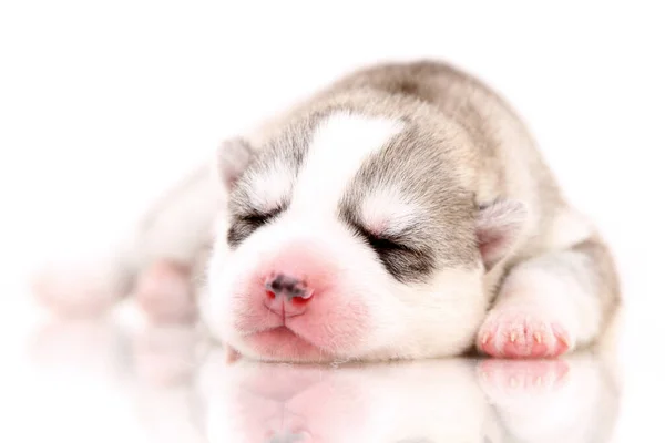 Schattige Siberische Husky Puppy Witte Achtergrond — Stockfoto