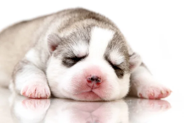 Adorable Chiot Husky Sibérien Sur Fond Blanc — Photo